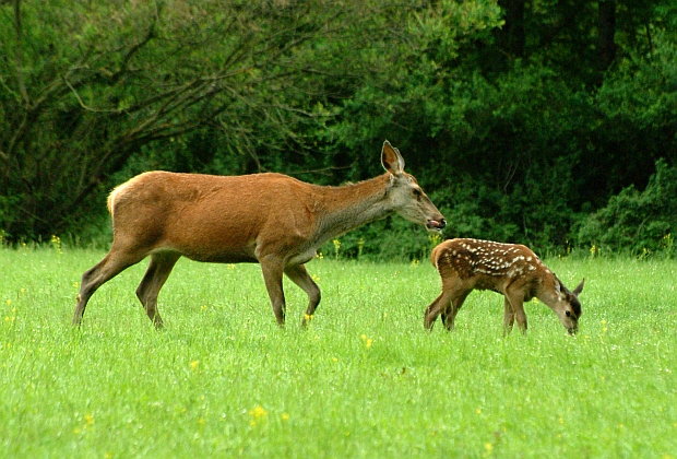 PASSIONE PER IL CERVO